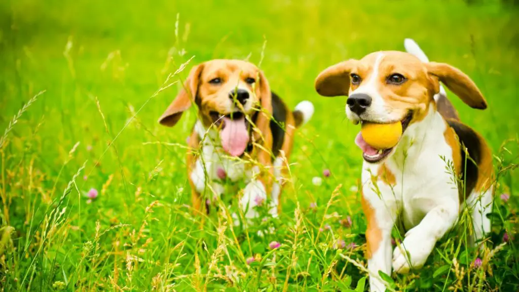 Beagles- best friendly small dogs to take on hiking
