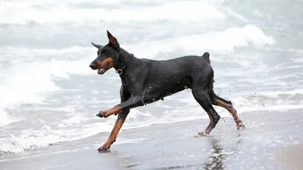 Getting Your Doberman to Love Swimming 