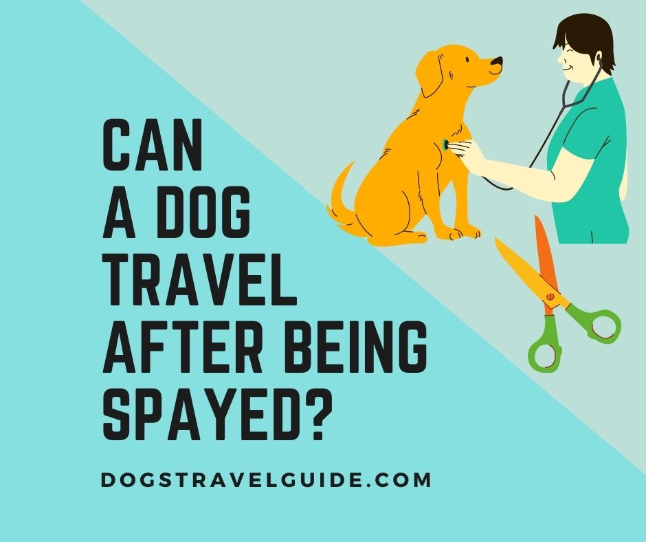 Can a dog travel after being spayed?