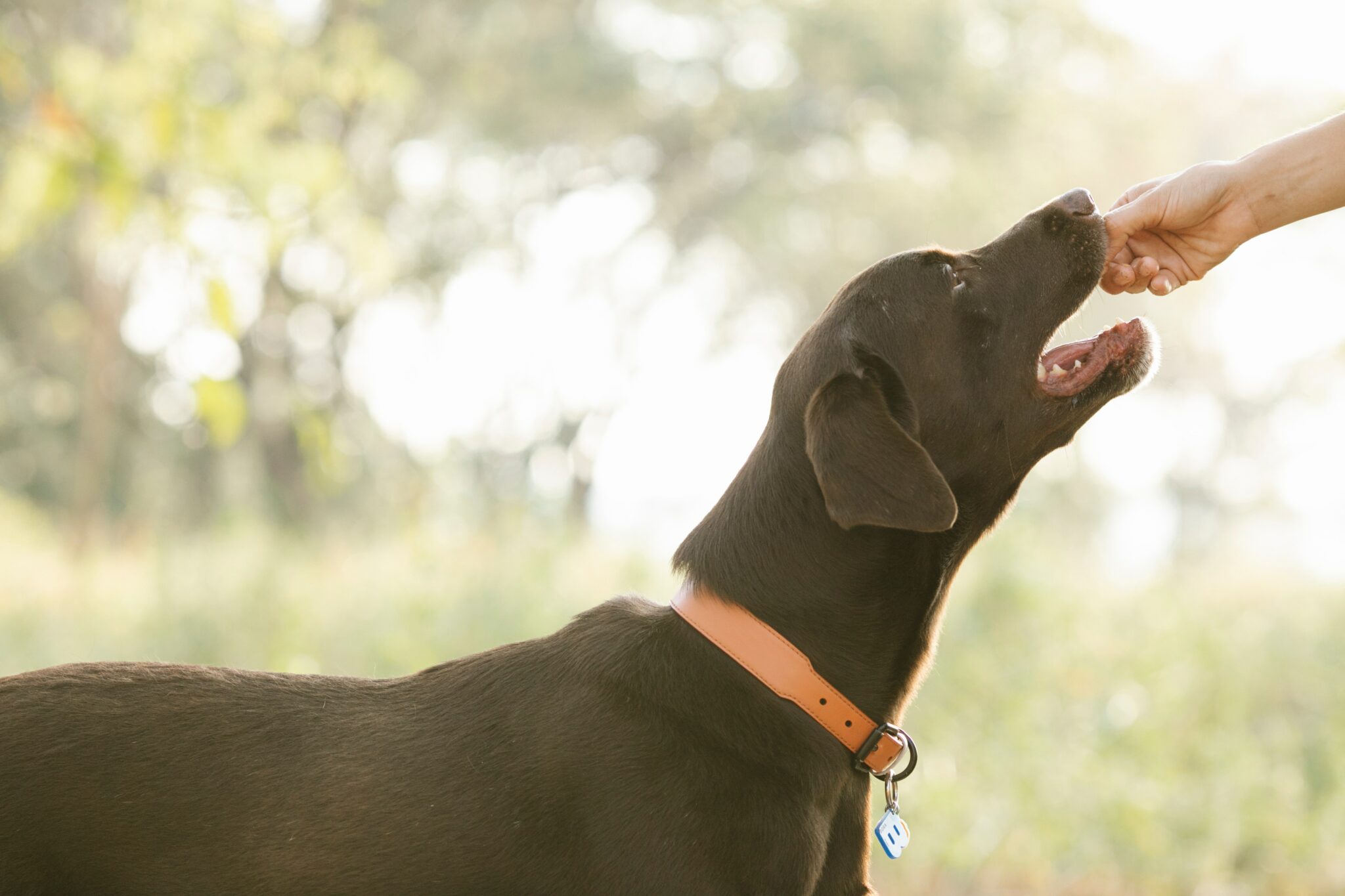 Can Dogs Eat Chocolate? 5 Pros and Cons Dogs Travel Guide