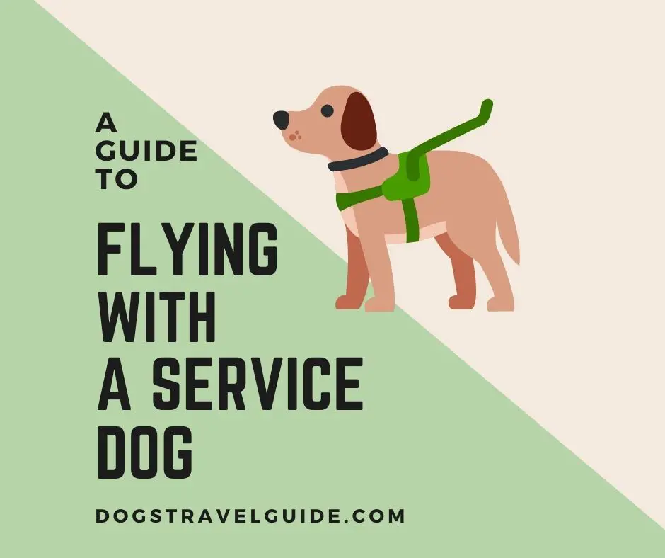 Flying With a Service Dog