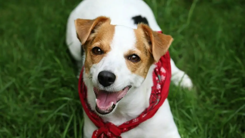 Jack Russell Terriers- Best Small Dogs for Hiking and Backpacking