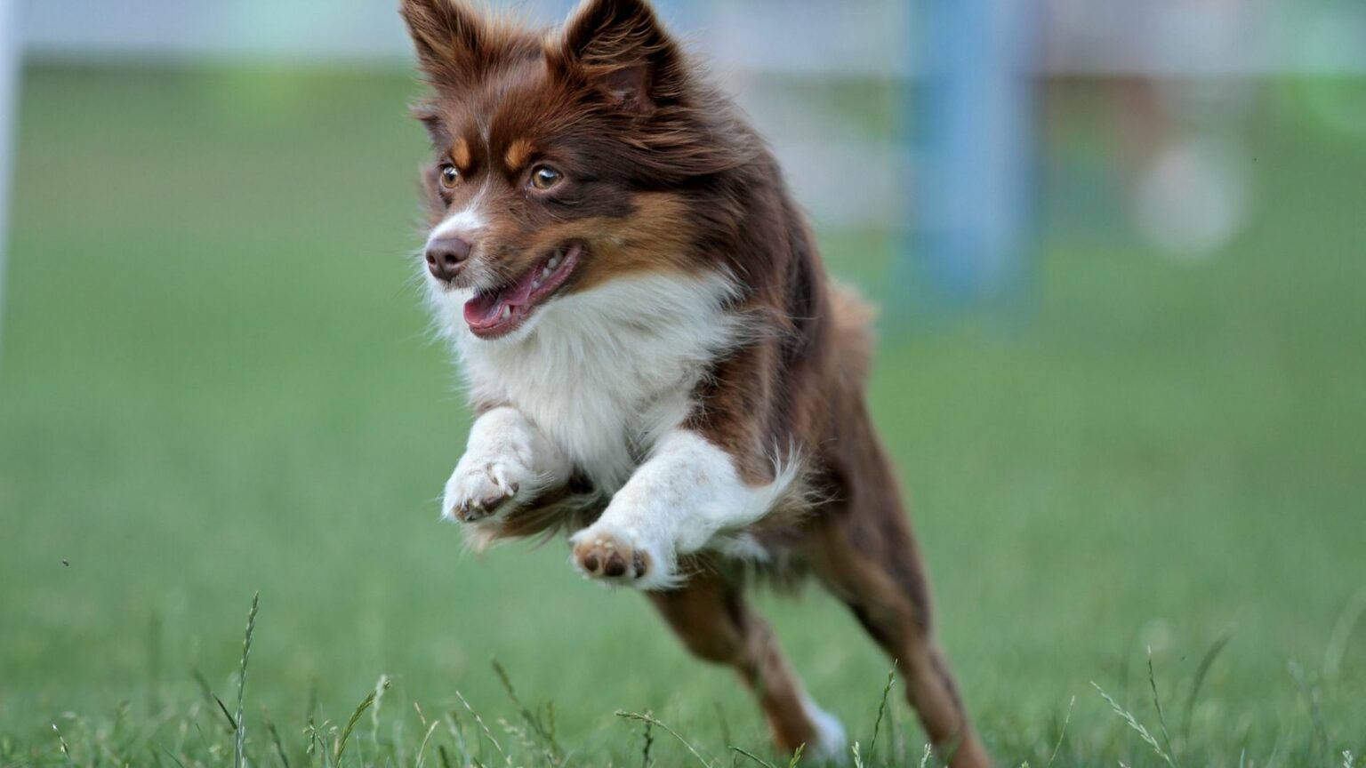 11 Best Small Dogs for Hiking Dogs Travel Guide