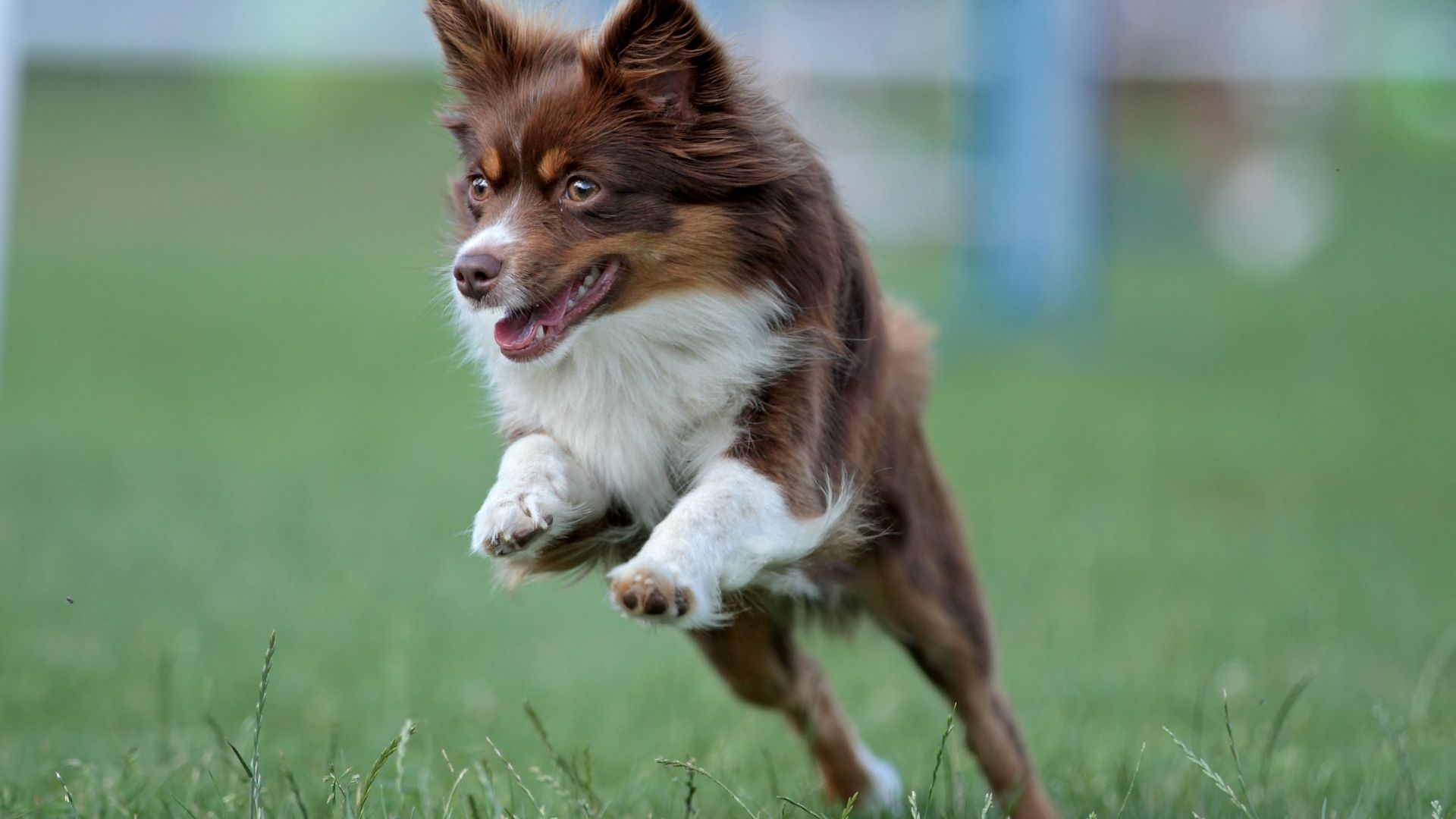 11 Best Small Dogs For Hiking Dogs Travel Guide 11-best-small-dogs-for-hiking-dogs-travel-guide