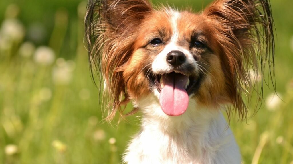 papillon- best dog for hiking