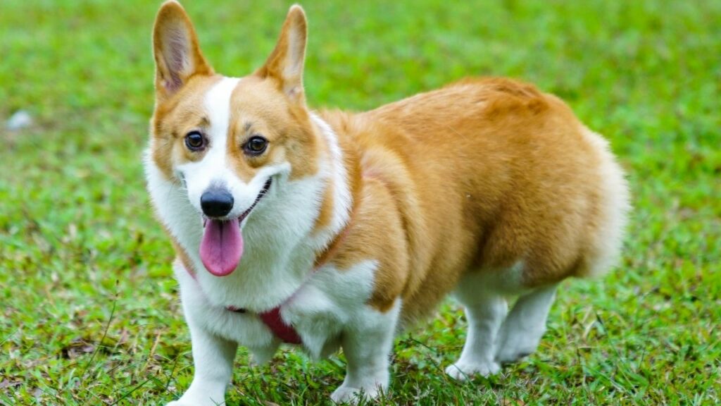 Pembroke Welsh Corgi-  best dog for hiking