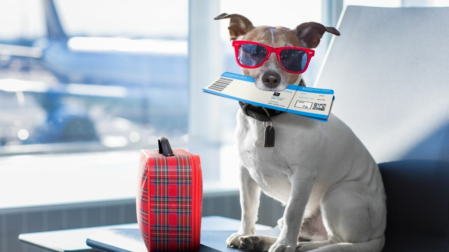 Taking A Dog on a 10hour flight. Can You? Dogs Travel Guide