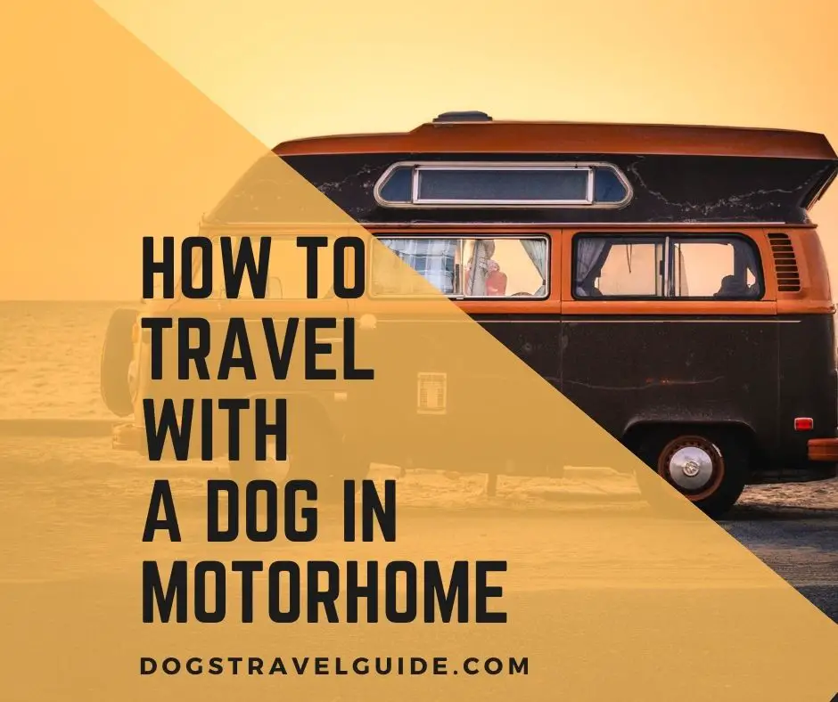 How to Travel with a Dog in Motorhome