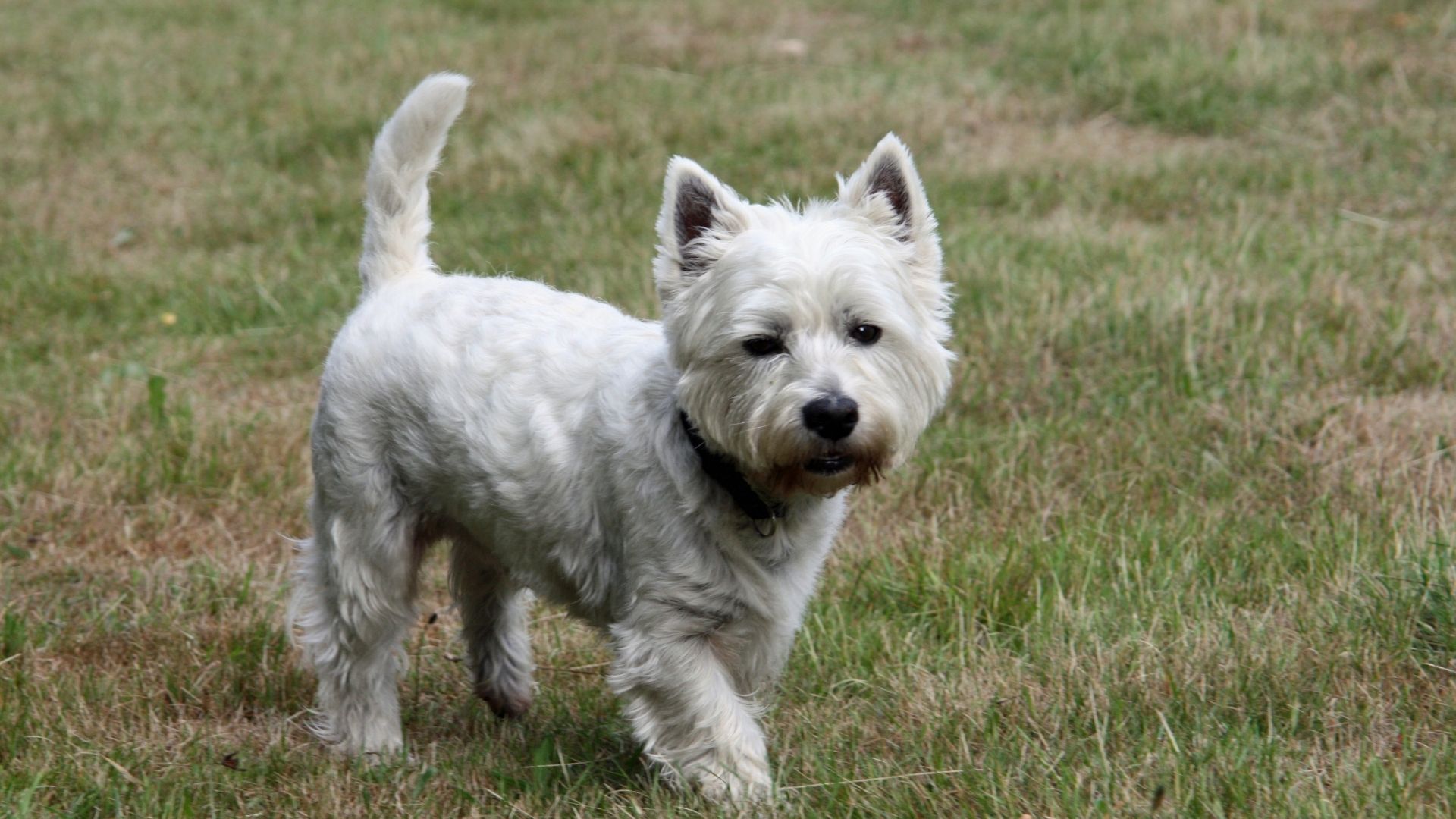 11 Best Small Dogs for Hiking Dogs Travel Guide