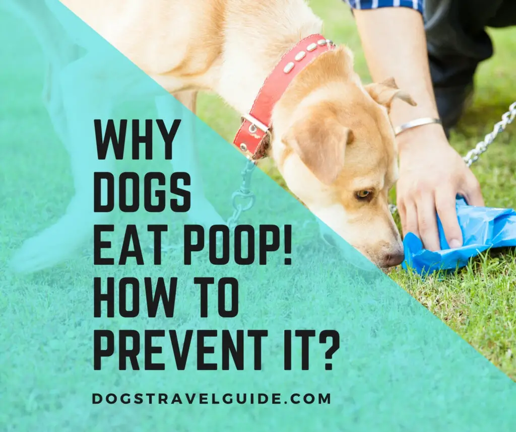 Why Dogs Eat Poop 10 Ways to Prevent Dogs Eating Poop