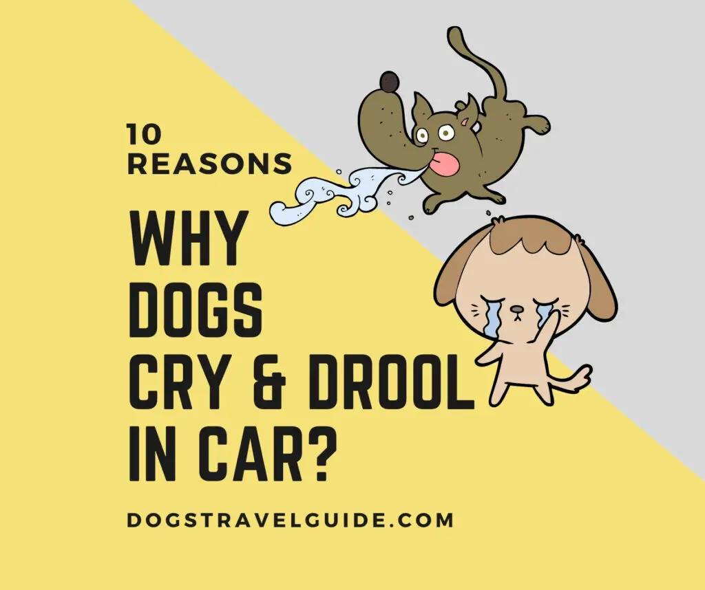 Dog cry and drool in the car