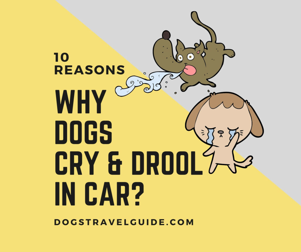 Dog cry and drool in the car