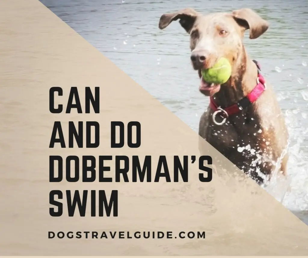 Can Dobermans Swim? Do they like to Swim?