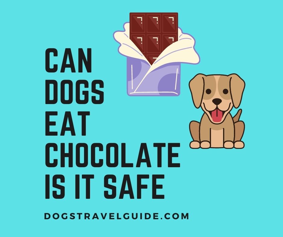 Can dogs eat chocolate