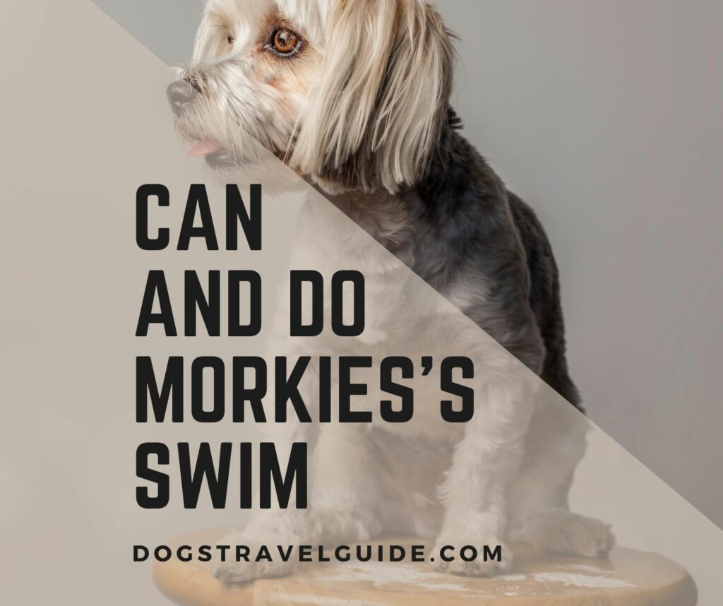 Can Morkies Swim? Do they like to Swim?
