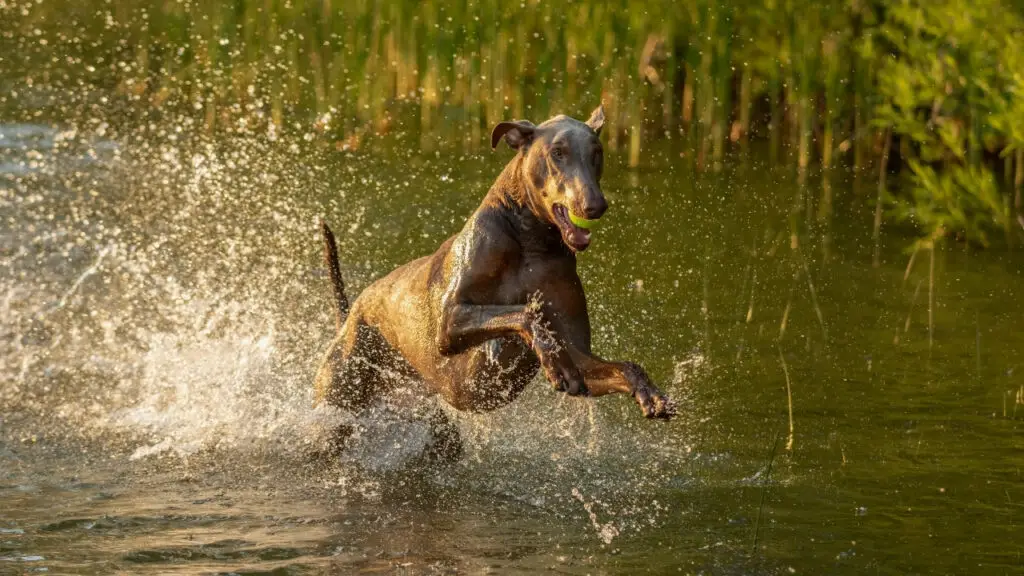 How likely would Dobermans like to swim? 