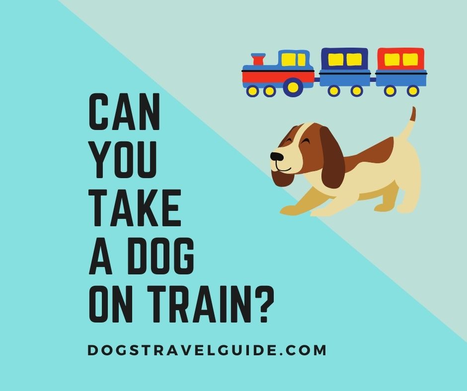 How to take a dog on a train?