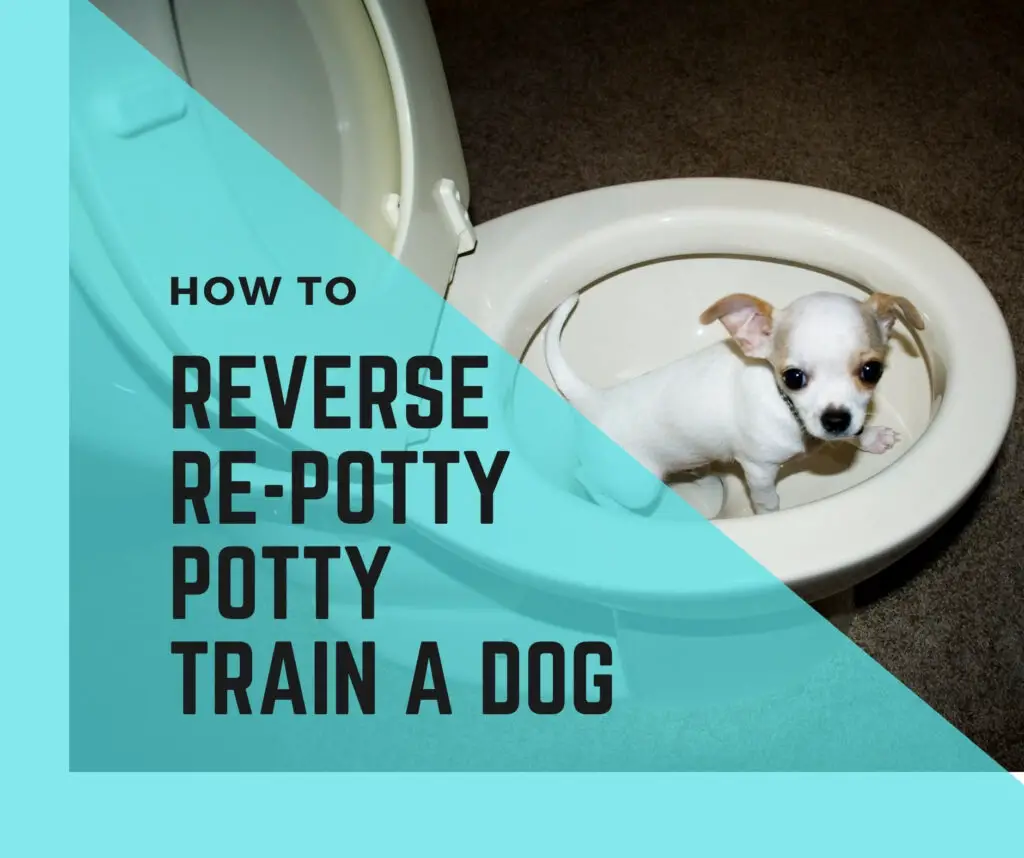Reverse potty train a dog