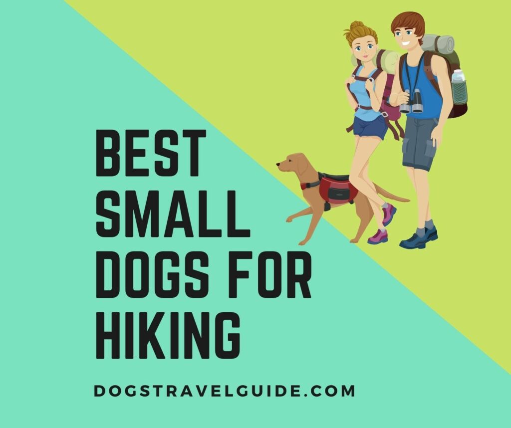 Best Small Dogs for Hiking and Backpacking