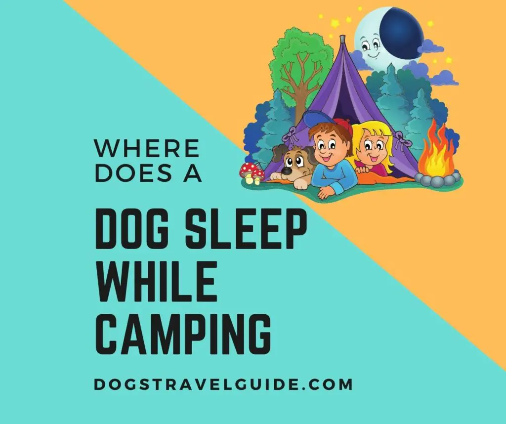 Where Do Dogs Sleep While Camping?