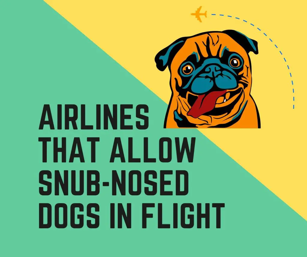 Airlines that allow snub-nosed dogs or brachycephalic dogs