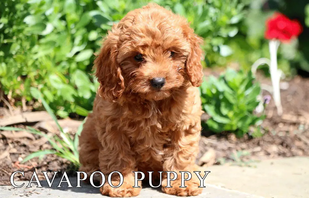 Why you should own a Cavapoo Puppy