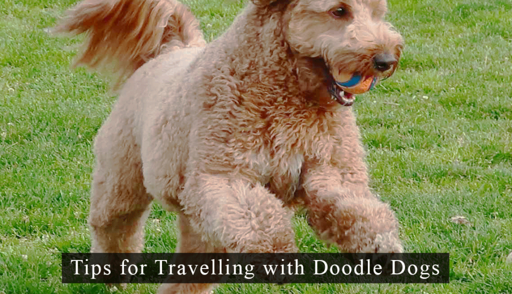 Tips for traveling with your doodle in your car