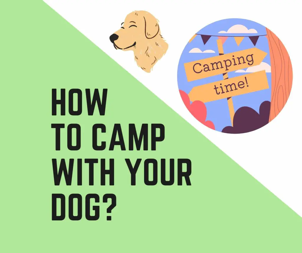 How do you camp with a dog