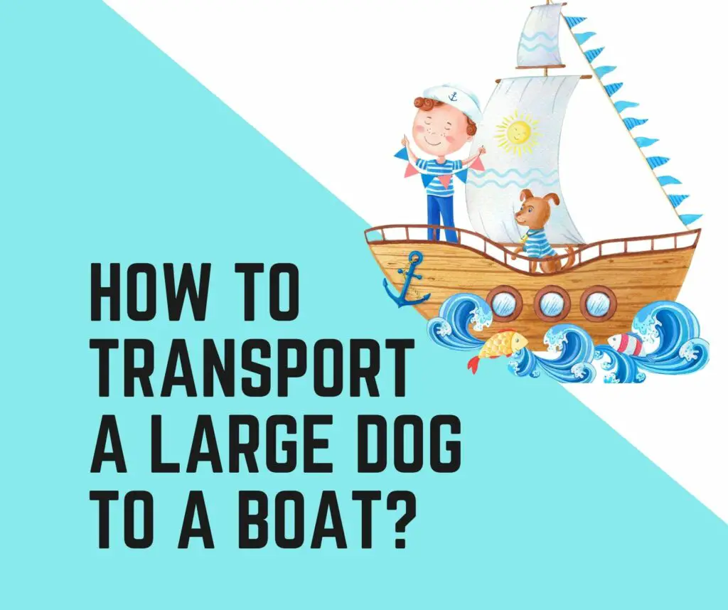 How do you transport a large dog to a boat