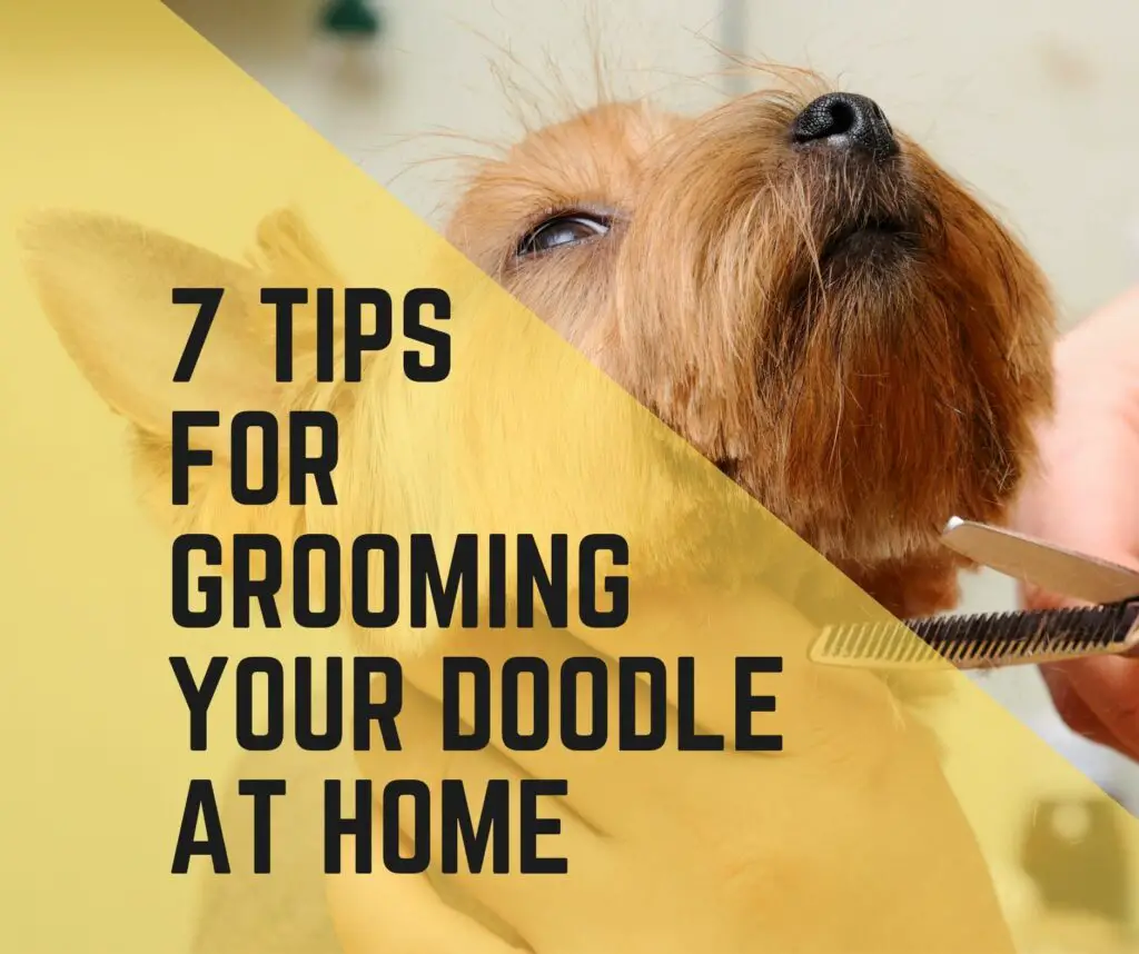 Tips for Grooming Your Doodle at Home