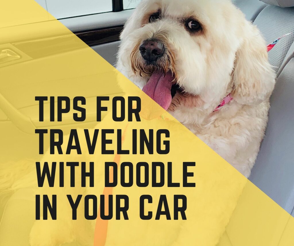 Tips for traveling with your doodle in your car