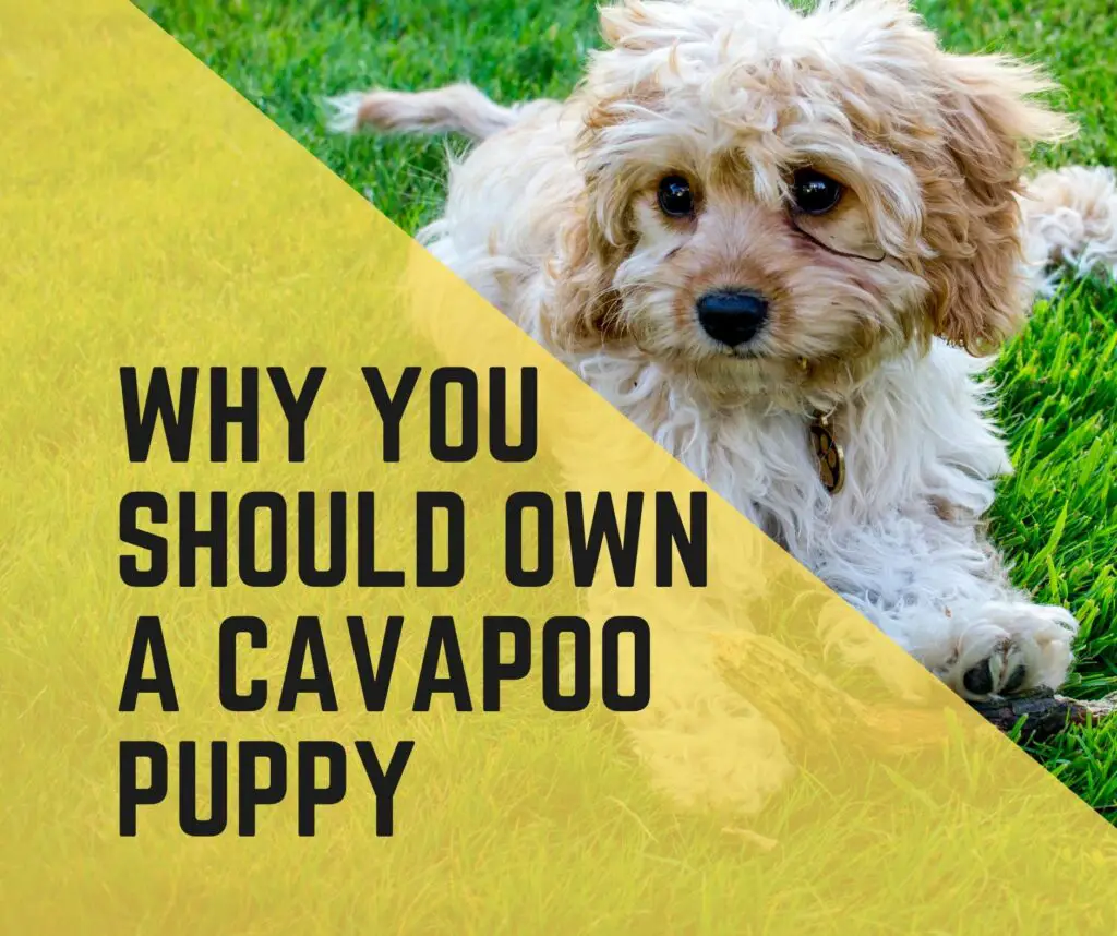Why you should own a Cavapoo Puppy? (Truths and Facts Unveiled