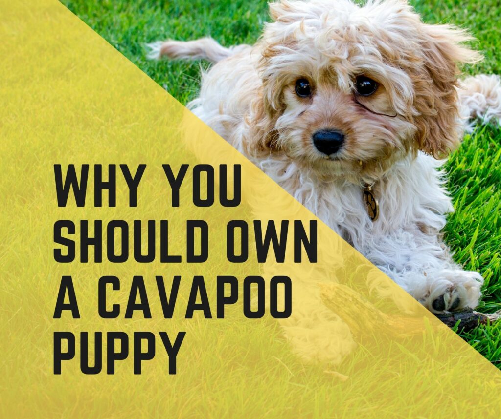 Why you should own a Cavapoo Puppy? (Truths and Facts Unveiled