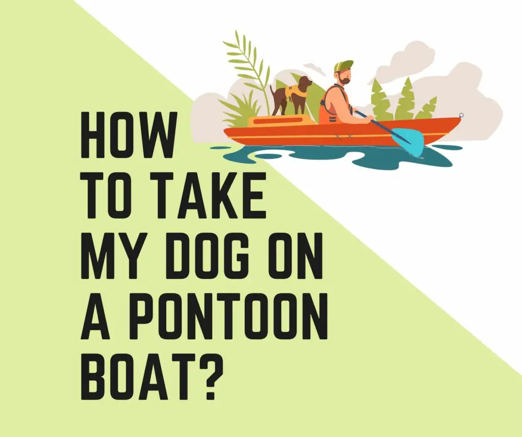 How do I get my Dog on a Pontoon Boat