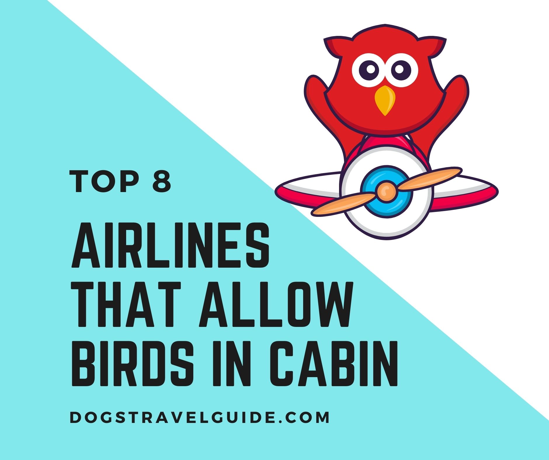 8 Airlines That Allow Birds In Cabin [2023 Policies] Dogs Travel Guide