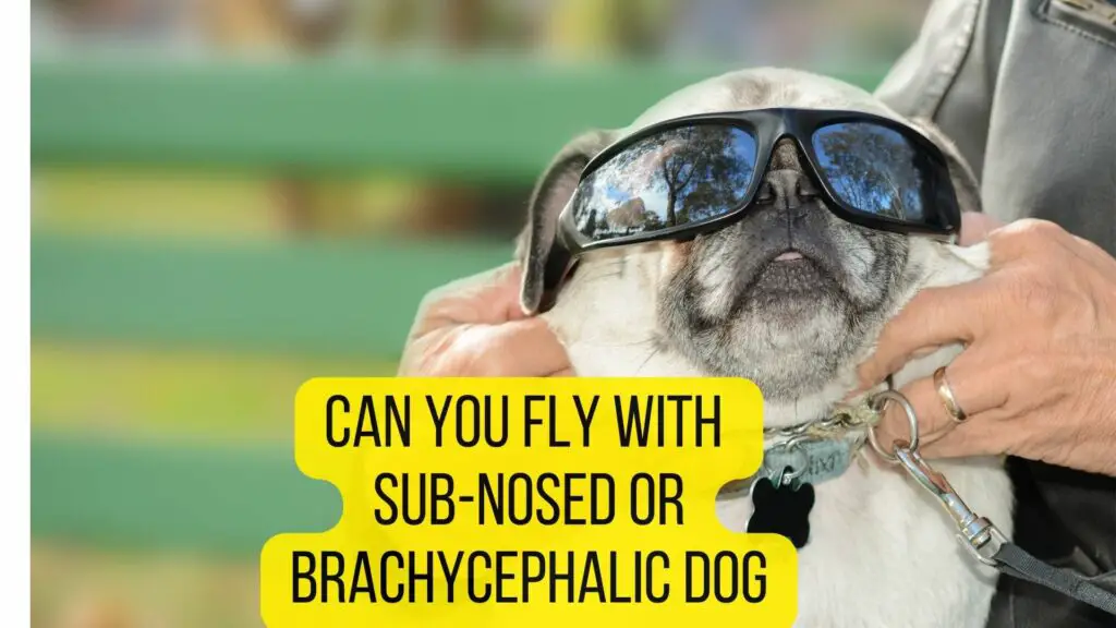 Airlines that allow snub-nosed dogs