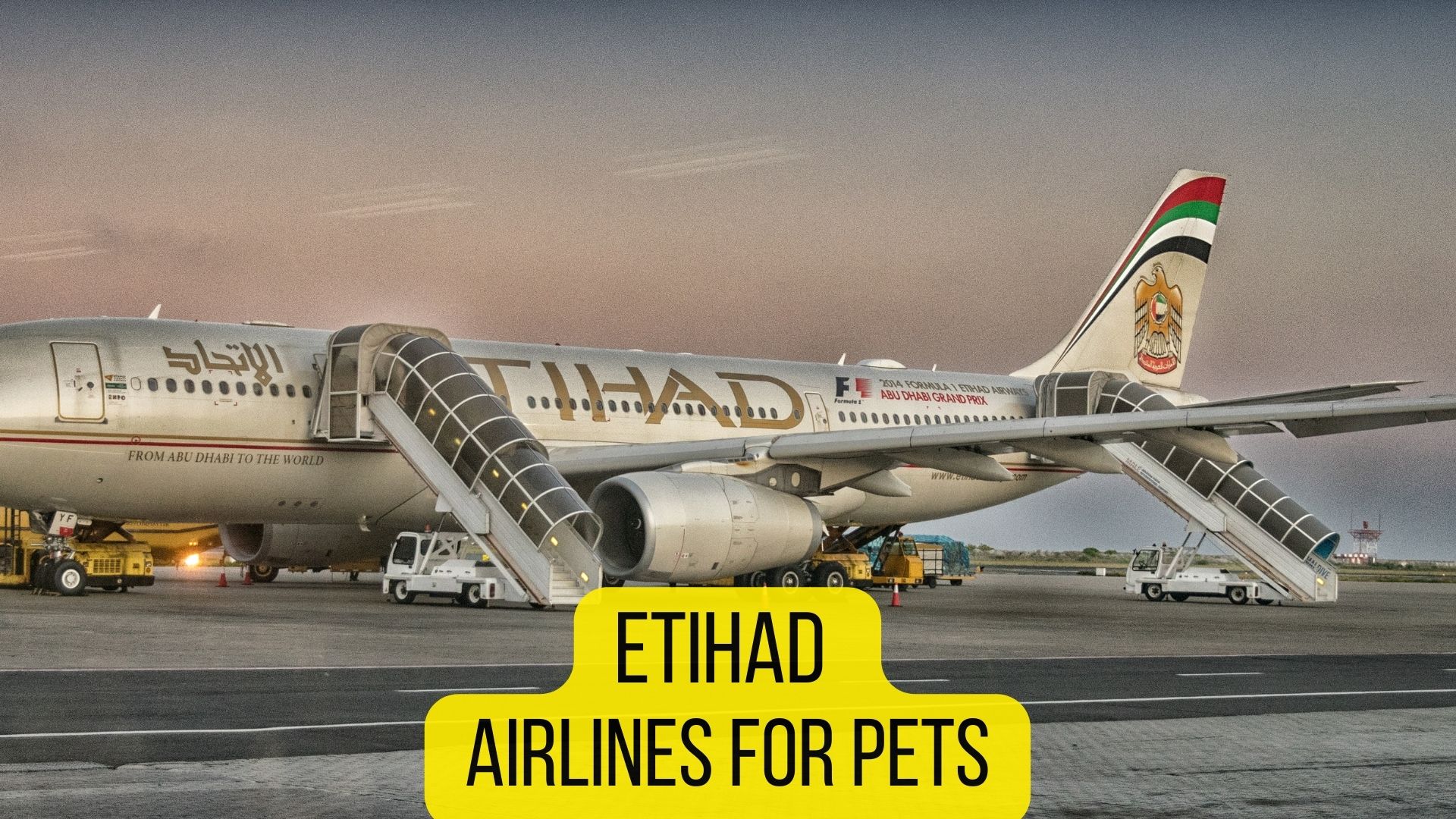 etihad airways pet travel