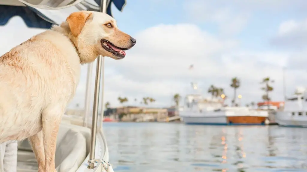 How can I secure my dog on a boat?