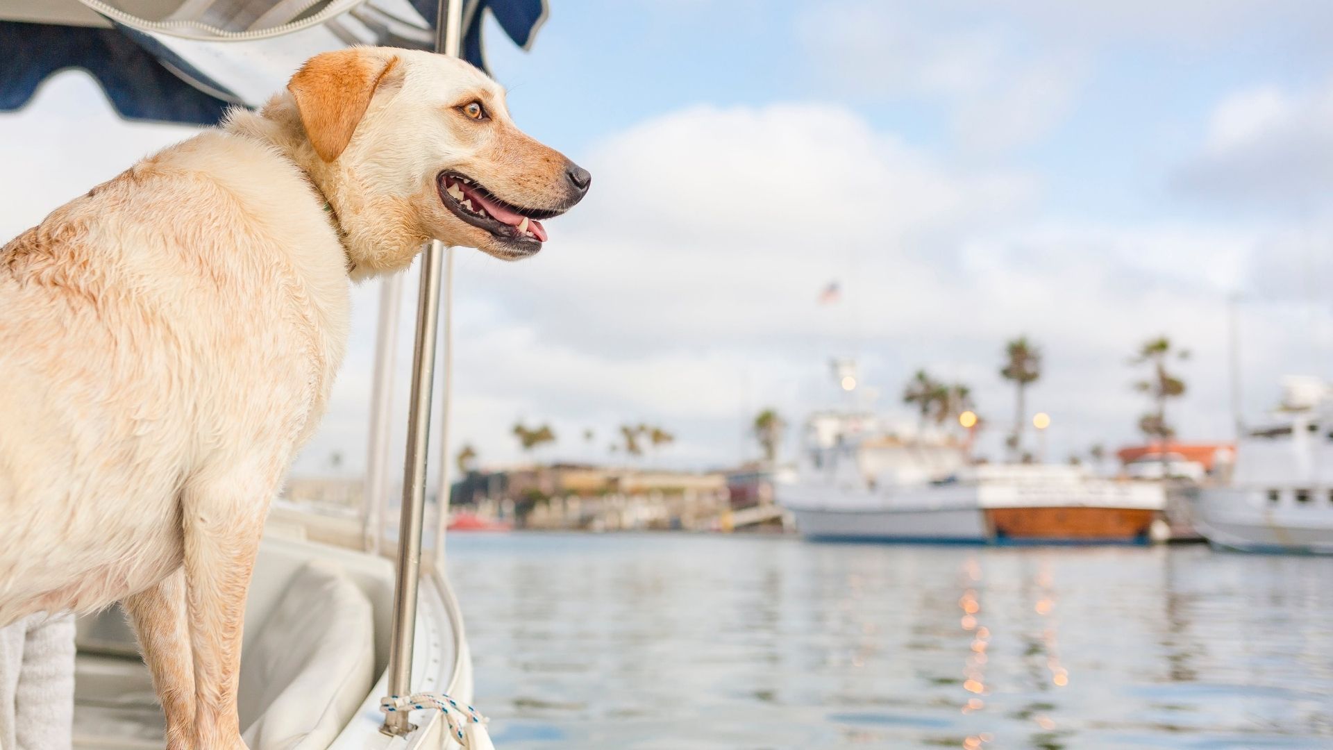 How Do I Get My Dog on a Pontoon Boat? 10 Ideas Dogs Travel Guide