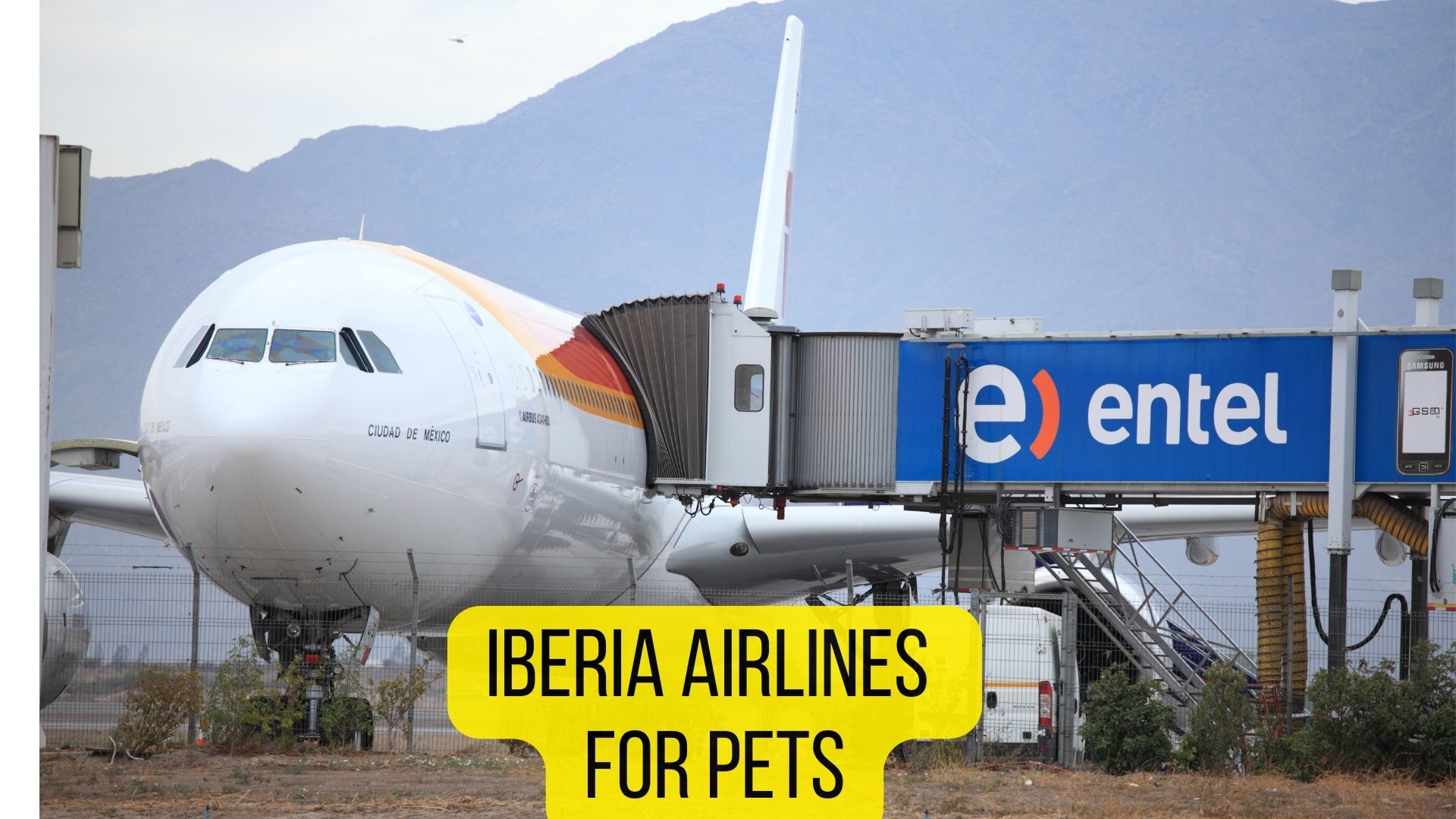 8 Airlines That Allow Birds In Cabin [2023 Policies] Dogs Travel Guide