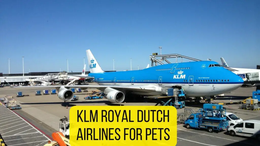 KLM Royal Dutch Airlines for pets