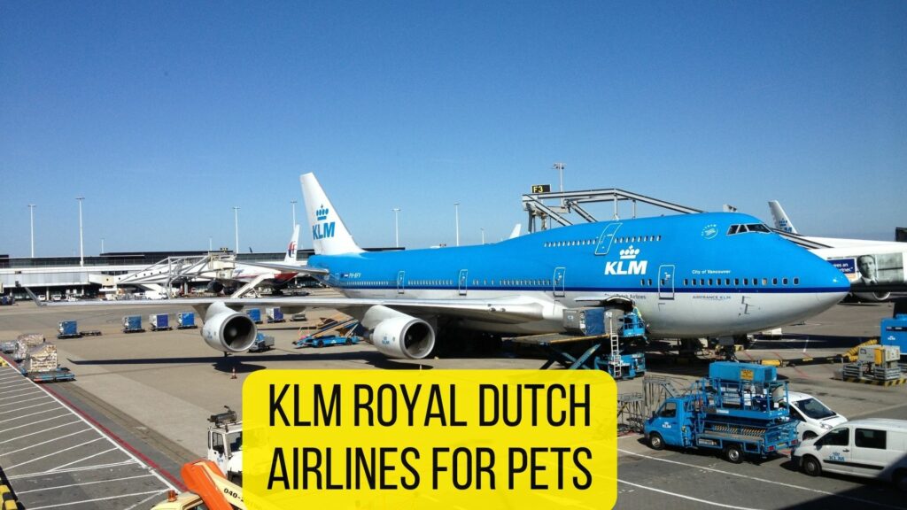 klm dog travel cost