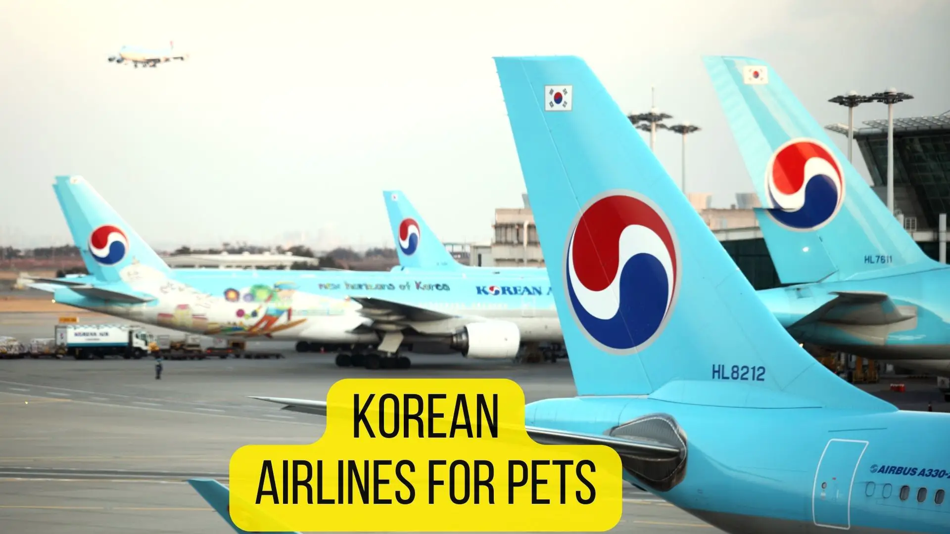 korean air dog travel