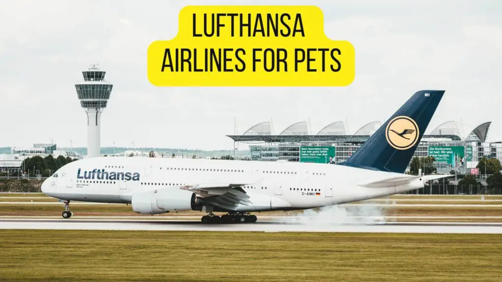 Lufthansa Airlines for Pets