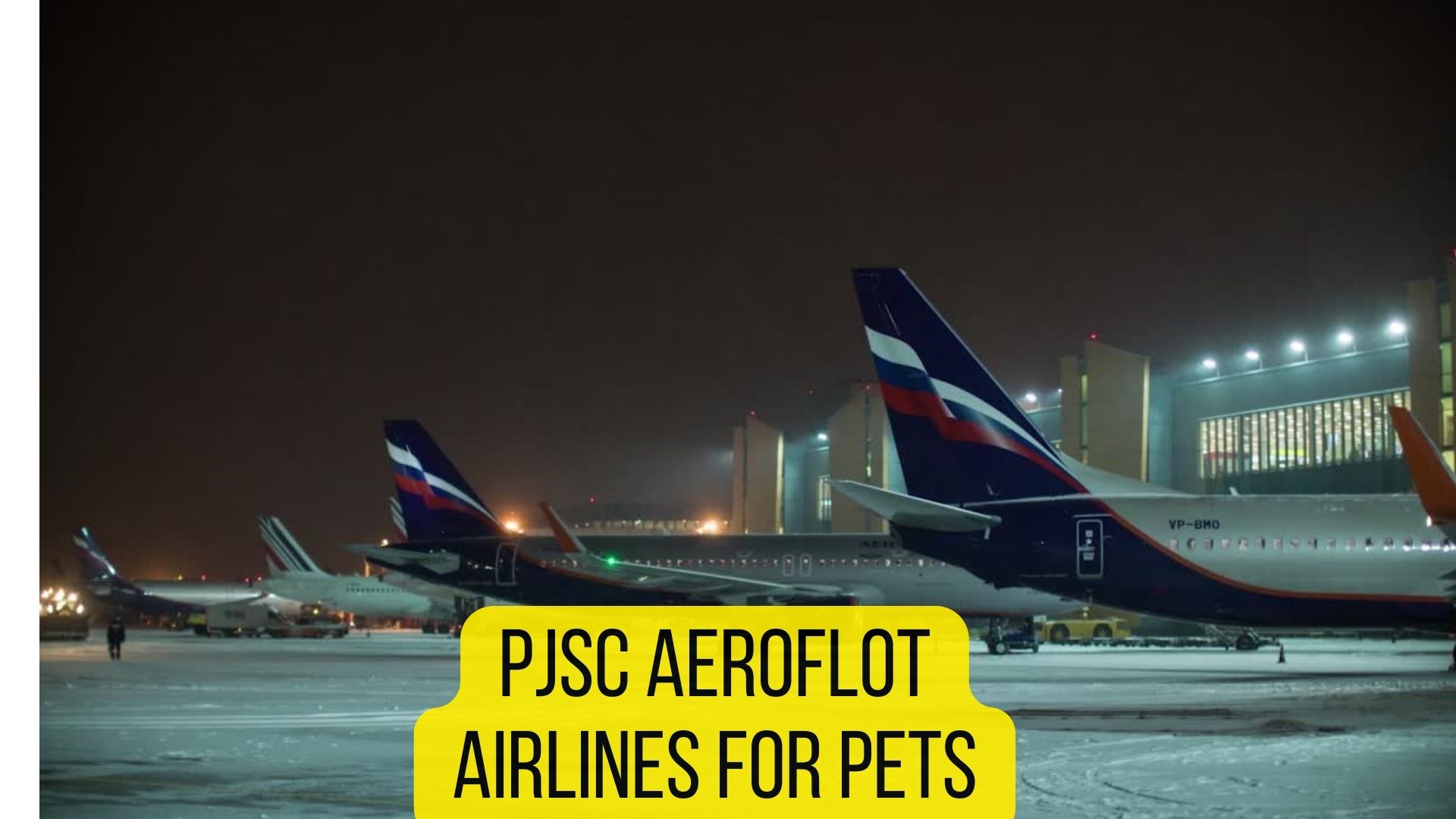 8 Airlines That Allow Birds In Cabin [2023 Policies] Dogs Travel Guide