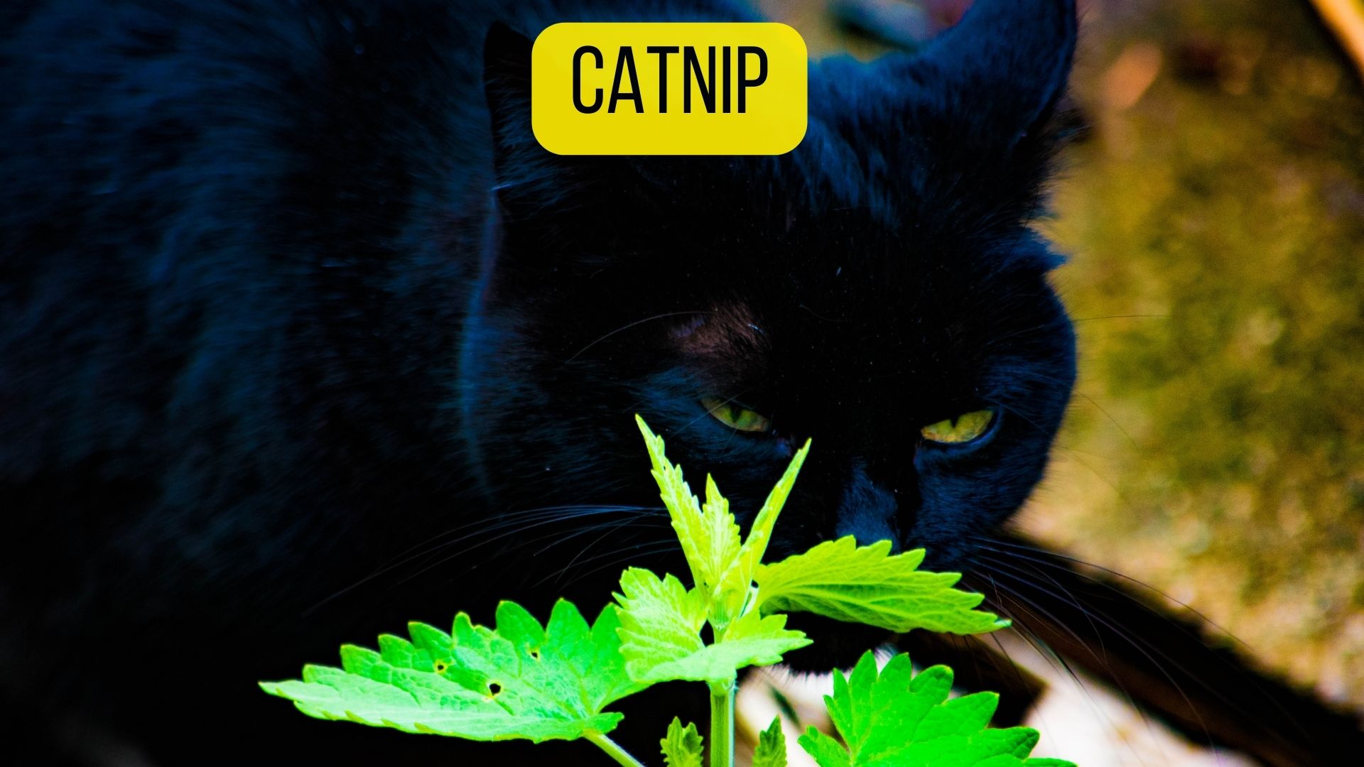 5 Natural Cat Sedatives for Travel Anxiety [2024 Guide] Dogs Travel Guide