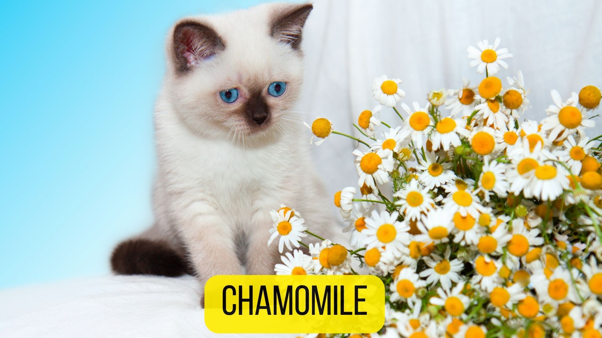 5 Natural Cat Sedatives for Travel Anxiety [2024 Guide] Dogs Travel Guide