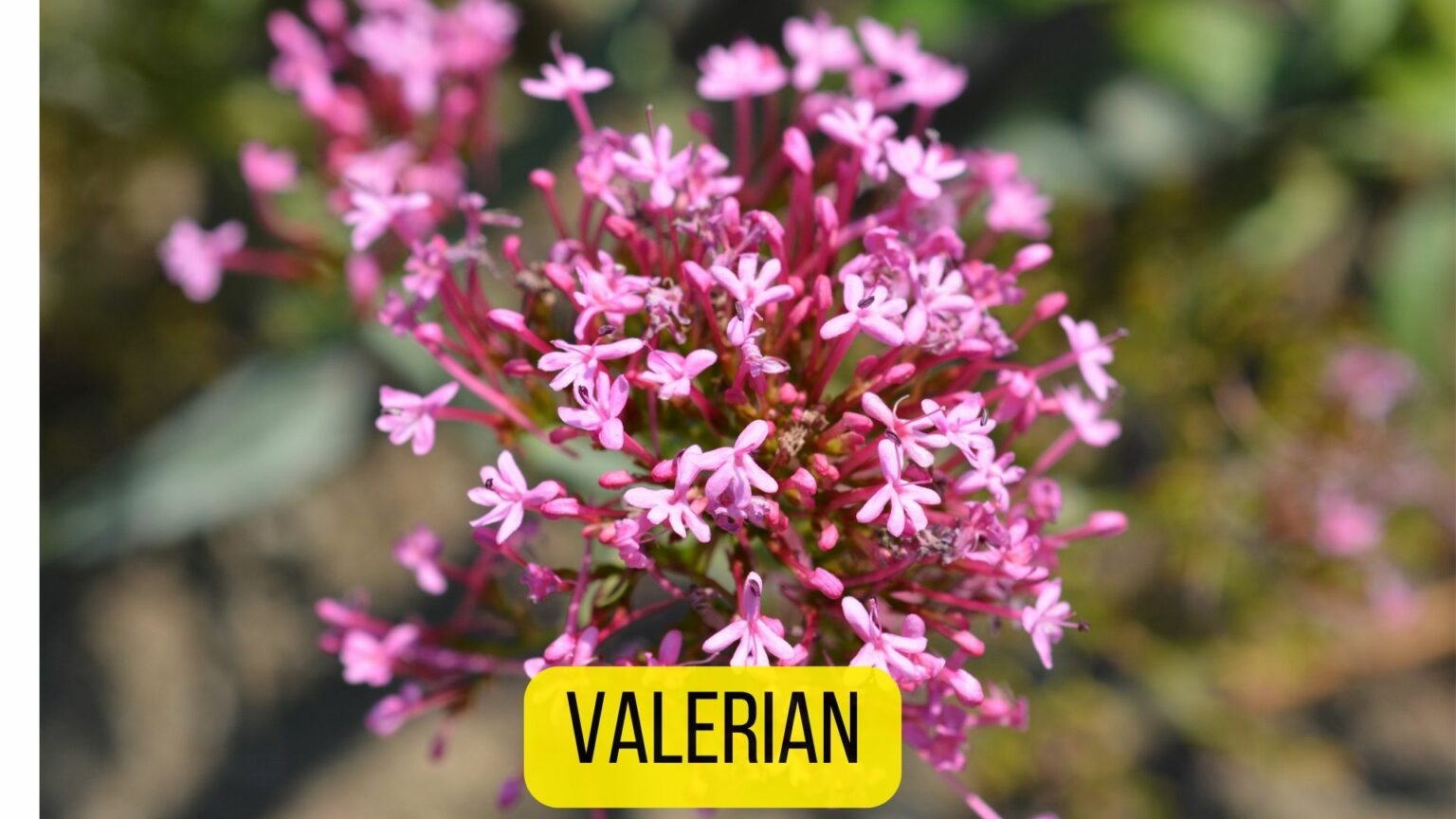 5 Natural Cat Sedatives for Travel Anxiety [2023 Guide] Dogs Travel Guide